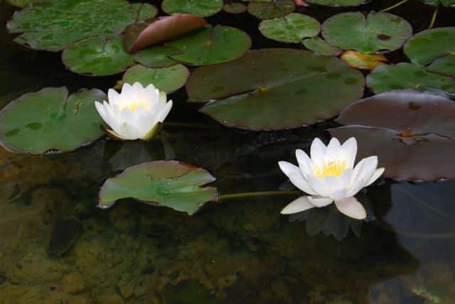 Mantra Personal – Profesores